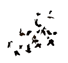 Current Male Deathmoth entity model